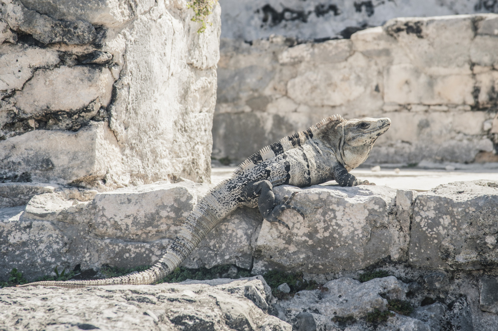 Mayan Adventure Mexico Belize Guatemala-99